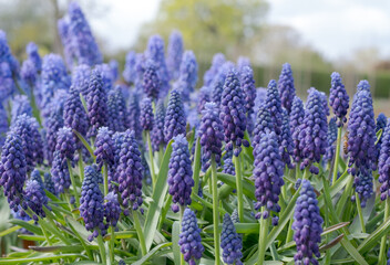 Different varieties of blue grape hyacinth muscari flowers in terracotta pots, photographed in springtime at the Wisley garden, Surrey UK.
