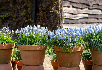 Different varieties of blue grape hyacinth muscari flowers in terracotta pots, photographed in springtime at the Wisley garden, Surrey UK.