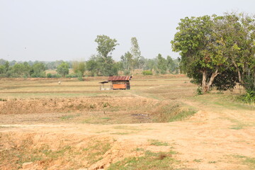 Little house in the rice field in summer