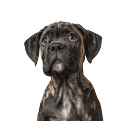 Obraz premium A giraffe dog with a black and white face on a Transparent Background