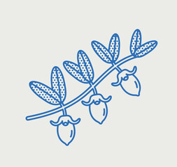 Jojoba branch with fruit. Line art, retro. Plants and herbs for cosmetics.