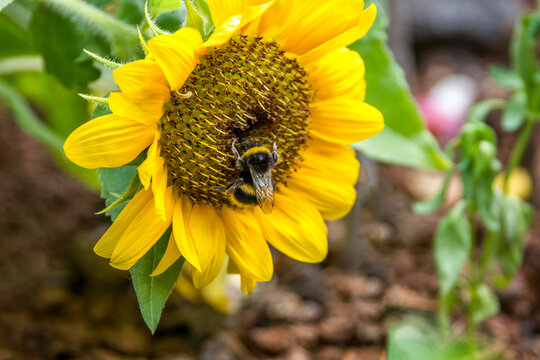 Close-up photo of a worker bee on giant sunflower. Natural background