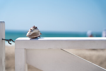 Sea shell on white wooden fence on sandy beach on background of blue sea on summer day. Coastline....
