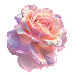 A pink rose on a Transparent Background