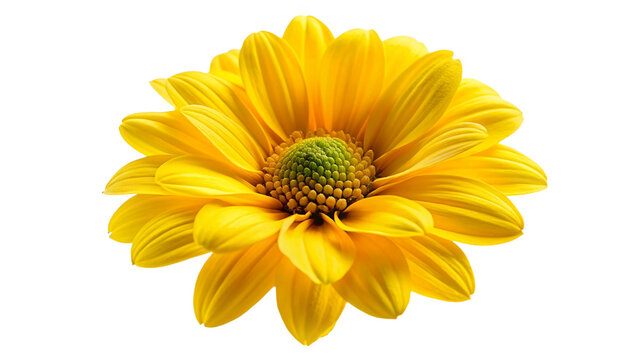 Yellow chrysanthemum isolated on transparent background.