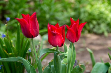 Fototapeta premium red tulips in the garden