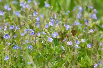 Veronica Chamaedrys blue flowers in a field. Germander Speedwell Wild small blue flowers field