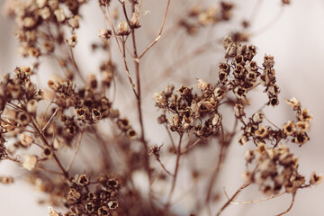 Braune Trockenblumen