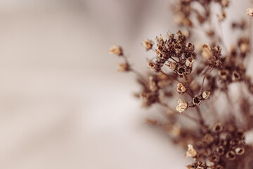 Braune Trockenblumen