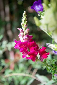 Antirrhinum majus potomac cherry rose, dragon flower in macro detail photo.