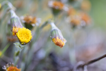 Huflattich, gelbe Blumen auf der Wiese