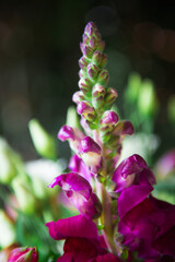 Obraz premium Antirrhinum majus potomac cherry rose, dragon flower in macro detail photo.