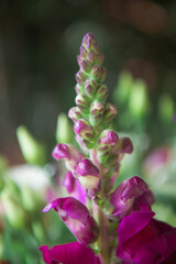 Obraz premium Antirrhinum majus potomac cherry rose, dragon flower in macro detail photo.