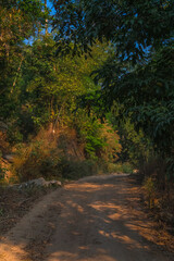 A dirt road with trees in the background