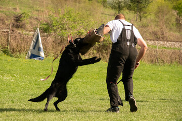Protection training dog sport