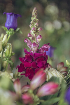 Antirrhinum majus potomac cherry rose, dragon flower in macro detail photo.