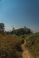 A path winds through a field of tall grass