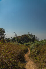 A path winds through a field of tall grass