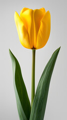 Naklejka premium Yellow tulip flower isolated on white background