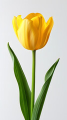 Naklejka premium Yellow tulip flower isolated on white background