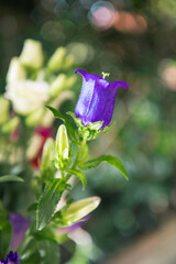 Canterbury Bells Terry Purple, blue and purple bell flower. Close-ups and in the flower bouquet 