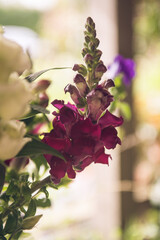 Antirrhinum majus potomac cherry rose, dragon flower in macro detail photo
