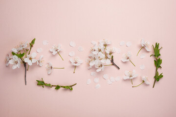 Cherry tree blossom pattern top view, flat lay. Composition of  white flowering branches. Holiday...