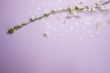 Fresh white cherry branch on a light purple background. Pastel color. Flat lay, top view. Space for...