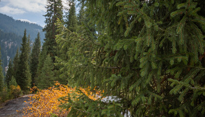 Autumn landscape in the mountains with tall firs. Natural background. Atmospheric green forest with...
