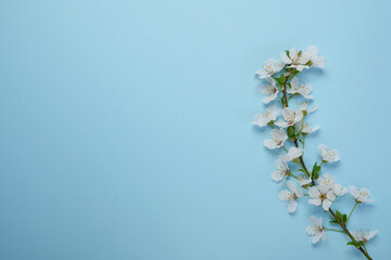 Beautiful spring tree blossoms on a blue background. Flat lay, top view. Space for text. Spring time background.