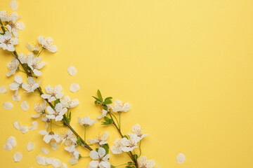 Spring prunus blossoms on a yellow background. Feminine still life floral composition, banner, flat...