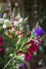Canterbury Bells Terry Purple, blue and purple bell flower. Close-ups and in the flower bouquet 