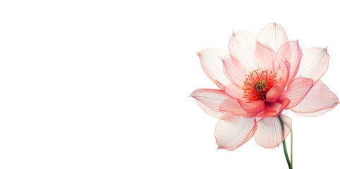 Translucent Pink Blossom Lotus  Isolated on White.  Vesak Day  Celebration - obrazy, fototapety, plakaty