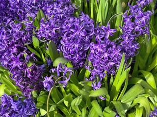 Beautiful hyacinth orientalis purple flowers.