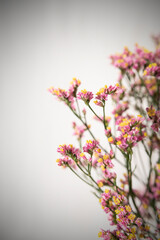 Naturaleza, flores, belleza colorido