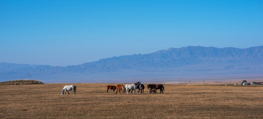 Obraz premium Herd of horses with mountains in Western Mongolia. Autumn colored landscape.