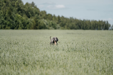 Hunting dog stalks prey