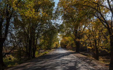 View of a rural road and colorful trees in autumn. Landscape with a roadway. Autumn forest with a country road. Journey. Autumn background.