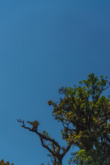 A tree is silhouetted against a blue sky
