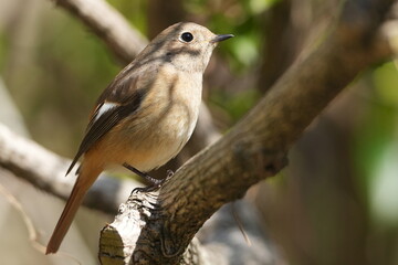 daurian redstart in aforest