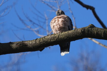 turtle dove in a forest