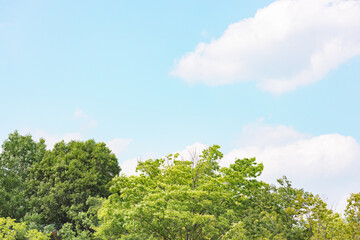 Obraz premium 爽やかな青空と美しい新緑