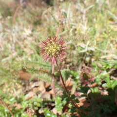 Spikey Wild Flowers
