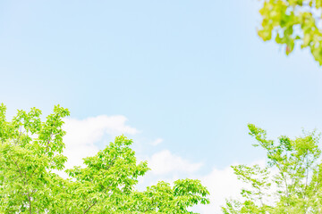 	爽やかな青空と美しい新緑