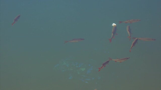 Small freshwater fish swim and play in sunny weather in a pond or in a river
