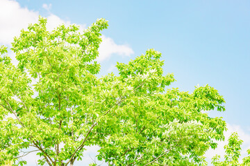 鮮やかな新緑｜青空背景