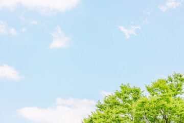 Obraz premium 爽やかな青空に映える新緑