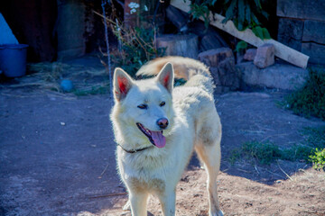 Sabaka. White Swiss Shepherd. Beloomut. Security. a dog for hunting.	