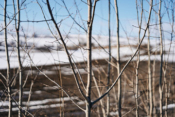 Images from a short morning walk in the cultural landscapes west of Lena, Toten, norway, a spring day of April 2024.