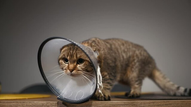 Cat Cone Care: The domestic shorthaired cat wears a veterinarian plastic cone, receiving the necessary care and attention for its well-being and comfort.